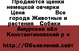 Продаются щенки немецкой овчарки!!! › Цена ­ 6000-8000 - Все города Животные и растения » Собаки   . Амурская обл.,Константиновский р-н